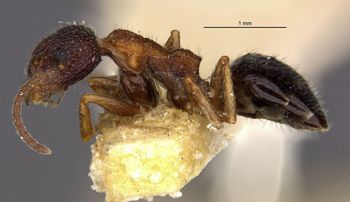 Media type: image;   Entomology 23352 Aspect: habitus lateral view